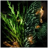 Diesel Spirit Of The Brave edt 75ml