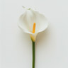Arum Lily
