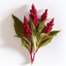 Celosia
