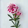 Dianthus