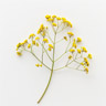 Galbanum