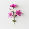 Geranium