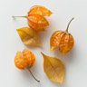 Ground Cherry