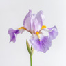 Iris pallida