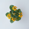 Lantana