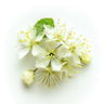 Lime (Linden) Blossom