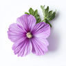 Malva