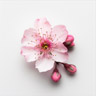 Nectarine blossom