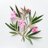 Nerium Oleander