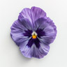 Pansy