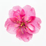 Plum blossom
