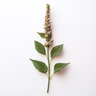 Polygonum