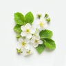 Raspberry blossom