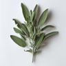 Salvia