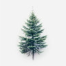 Spruce