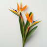 Strelitzia