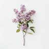 Syringa
