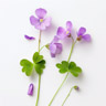 Violet Woodsorrel
