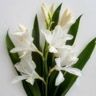 Hedychium coronarium